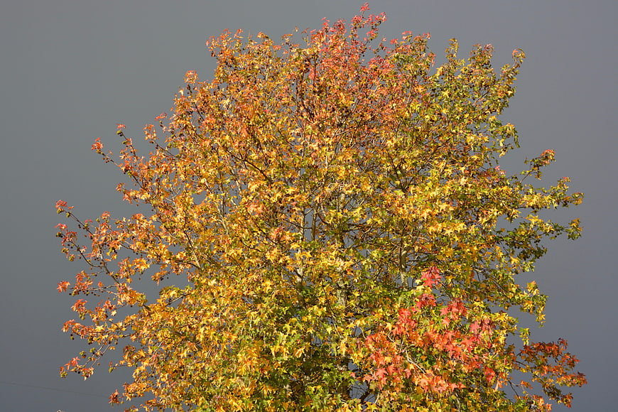 Autumn Tree with Colorful Leaves Against Gray Sky