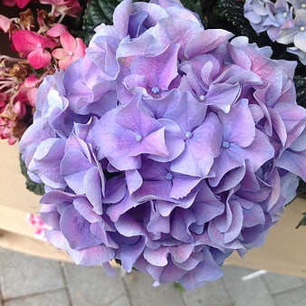 Close-up of purple and pink hydrangea flower bloom