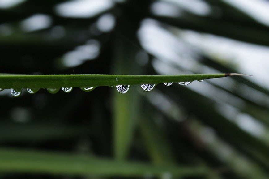 Close-up of water droplets on a green leaf blade