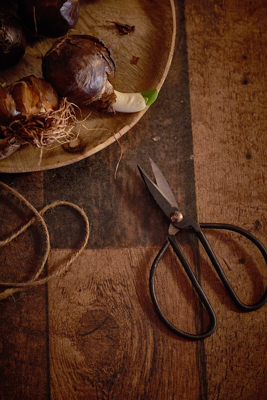 Rustic Gardening Setup with Bulbs and Scissors on Wood