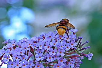 Hoverfly on Purple Butterfly Bush Flower Close Up