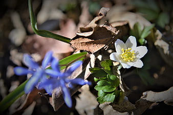 White wood anemone and blue scilla spring flowers in forest