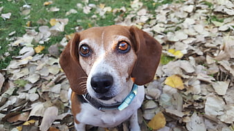 Cute Beagle Dog Portrait in Autumn Leaves