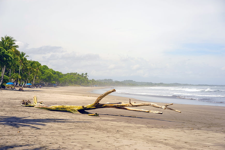 Tropical Beach with Driftwood and Palm Trees