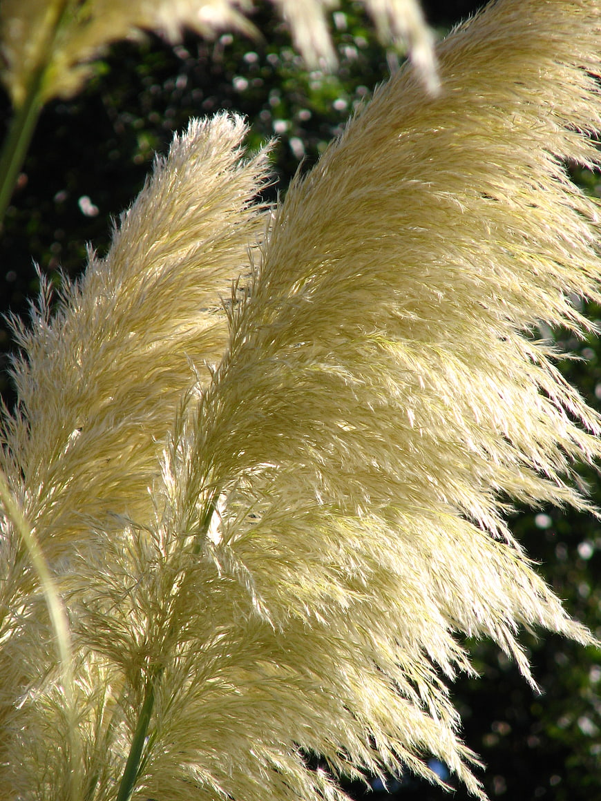 Golden Pampas Grass Plumes Backlit by Sunlight