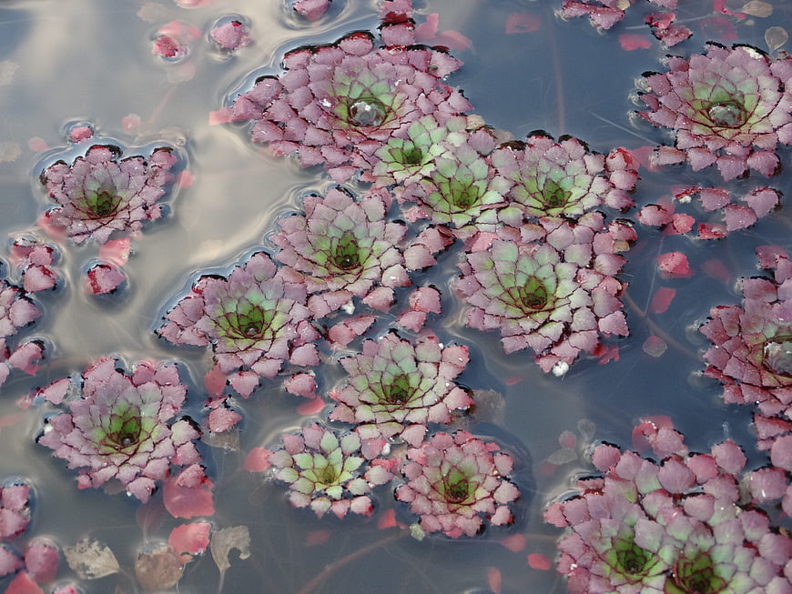 Red water lettuce floating on pond surface