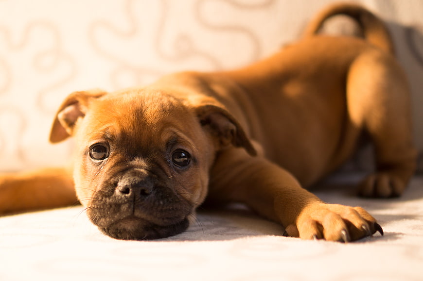Cute brown puppy lying on white bed