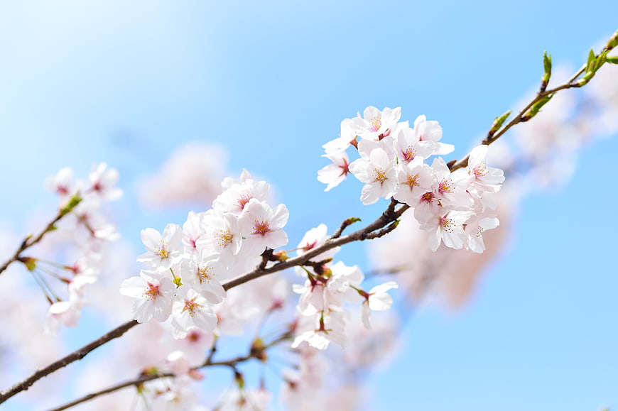 Cherry Blossoms on Branch Against Blue Sky