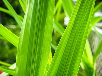 Close-up of vibrant green grass leaves with natural texture