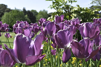 Vibrant purple tulips blooming in a sunny spring garden