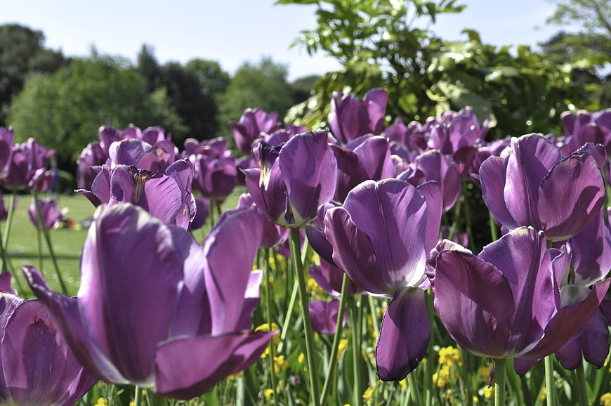 Vibrant purple tulips blooming in a sunny spring garden