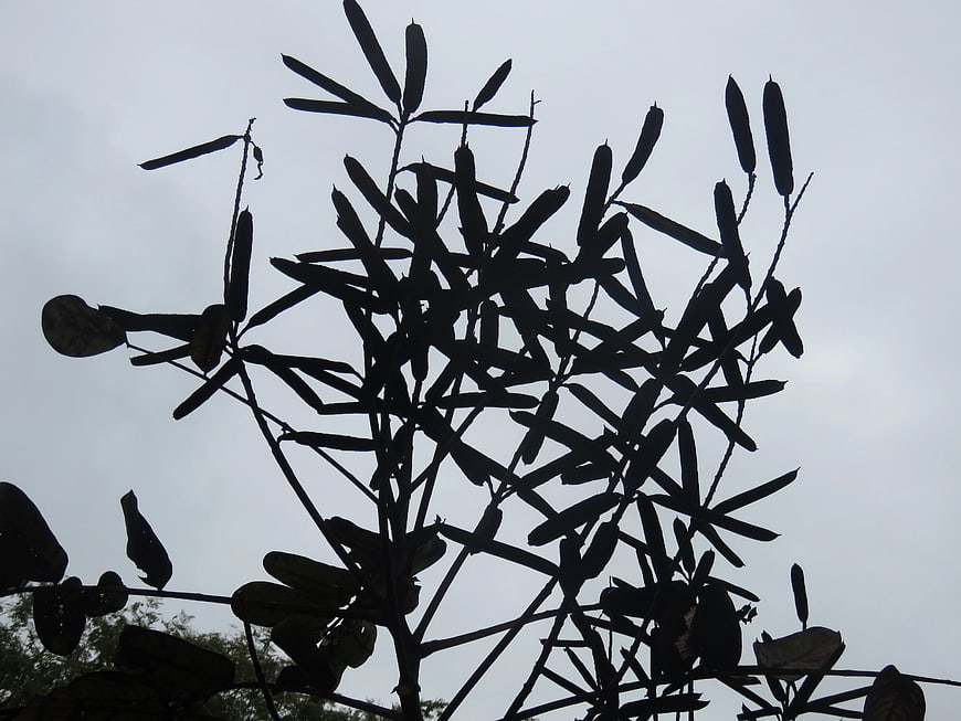 Silhouette of plant seed pods against cloudy sky