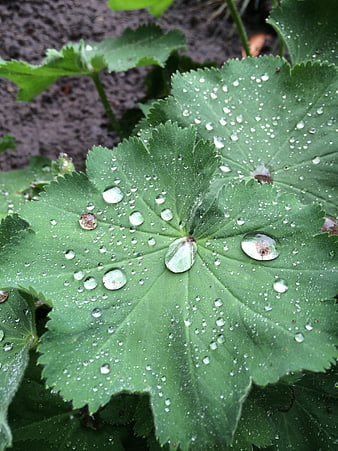 Close-up of Green Leaf with Water Droplets