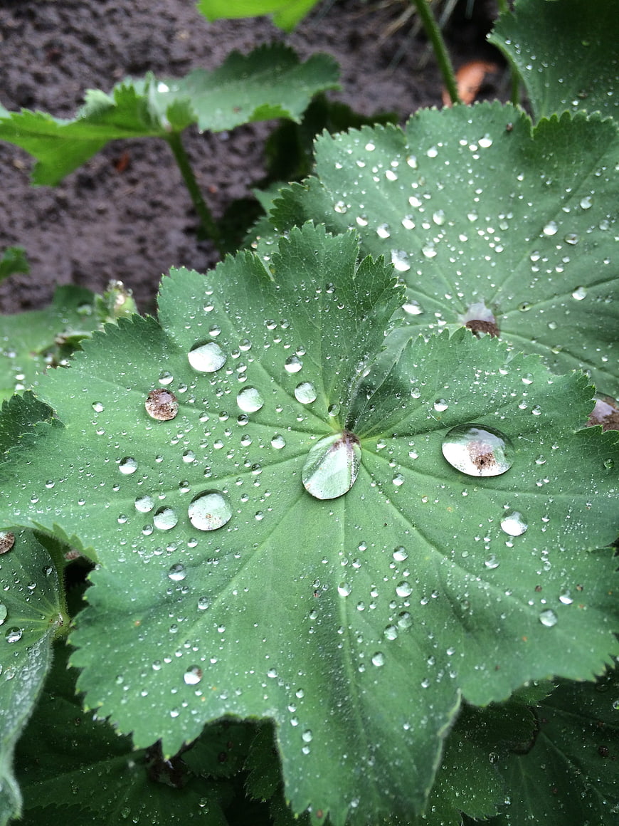 Close-up of Green Leaf with Water Droplets