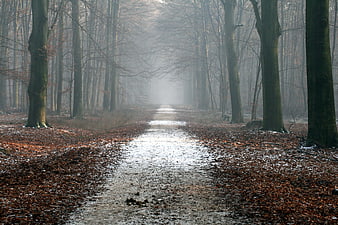 Misty Forest Path with Snow and Fallen Leaves
