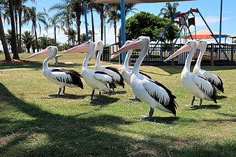 Group of Australian Pelicans Walking in a Park
