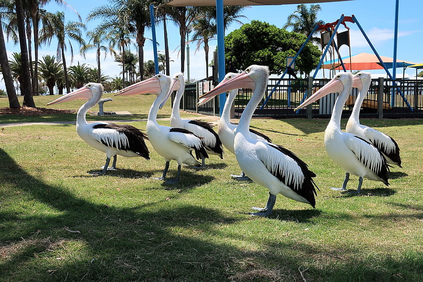 Group of Australian Pelicans Walking in a Park