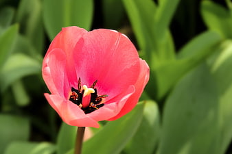 Close-up of a vibrant pink tulip blossom in spring