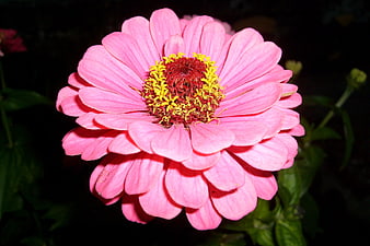 Close-up of a vibrant pink zinnia flower with yellow center