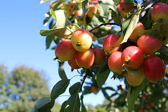 Ripe Red and Yellow Apples Hanging on a Tree Branch