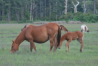 Brown mare and foal grazing in green pasture