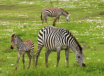 Zebra Family Grazing in Green Meadow with White Flowers