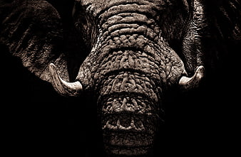 Close-up of Elephant Trunk and Tusks on Black Background