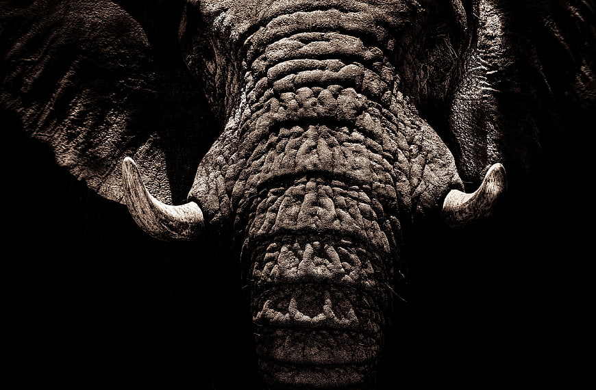 Close-up of Elephant Trunk and Tusks on Black Background