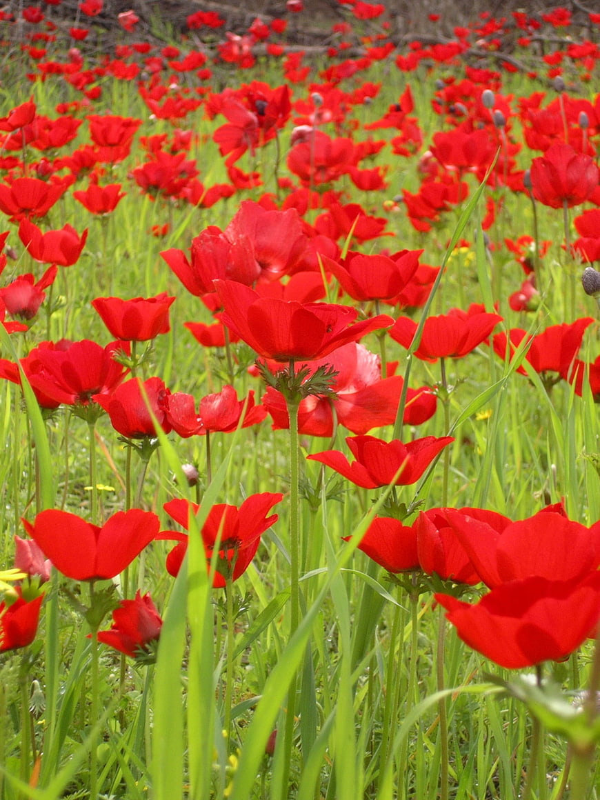 Vibrant Red Poppies Blooming in a Green Meadow