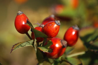Close-up of vibrant red rose hips on a branch