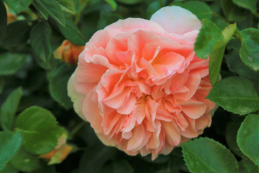 Close-up of a blooming peach rose in a garden