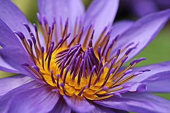 Close-up of Purple Water Lily with Yellow Center