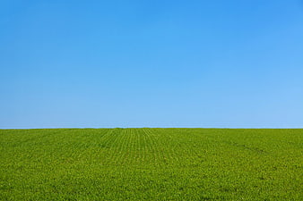 Vibrant Green Wheat Field Under Clear Blue Sky