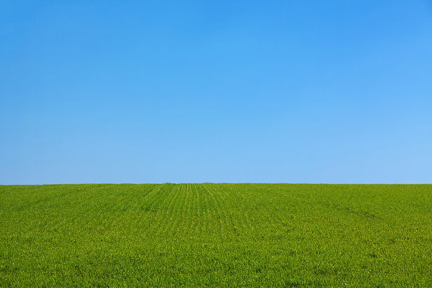 Vibrant Green Wheat Field Under Clear Blue Sky