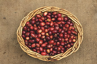 Top View of Red Coffee Cherries in Woven Basket