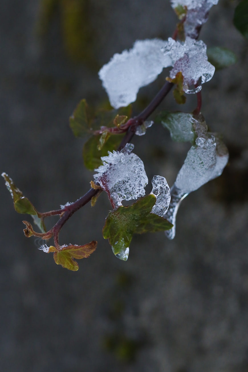 Close-up of plant branch covered in ice and frost
