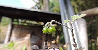 Close-up of green unripe berries on a plant stem