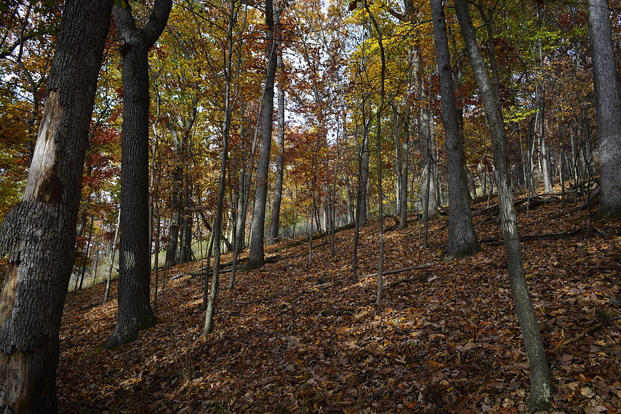 Autumn forest landscape with fallen leaves and tall trees