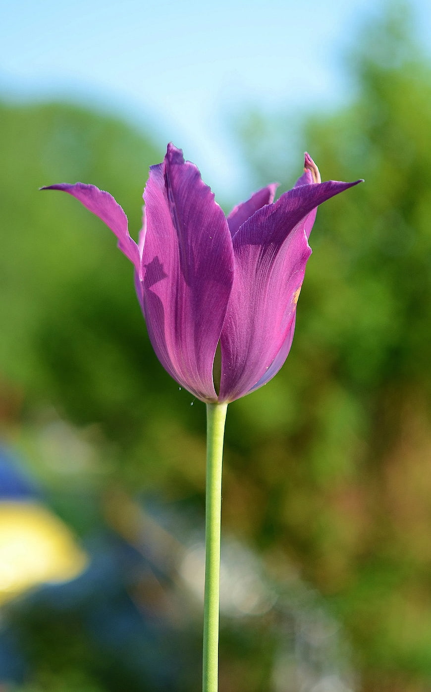 Close-up of a vibrant purple tulip flower
