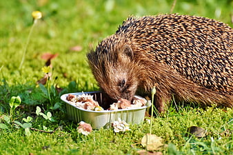 Hedgehog eating food from a container in a green garden