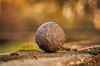 Close-up of textured stone on mossy wood