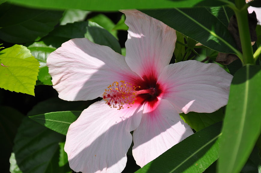Pink Hibiscus Flower with Red Center in Sunlight