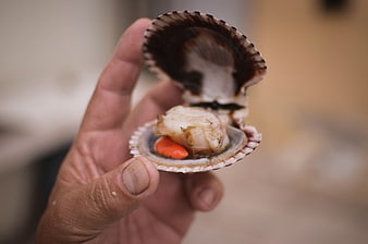 Hand holding open scallop shell with fresh meat