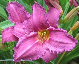 Close-up of vibrant pink daylily flower with green buds