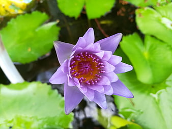 Purple Water Lily Bloom on Green Lily Pads