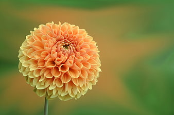 Close-up of Orange Dahlia Flower with Blurred Background