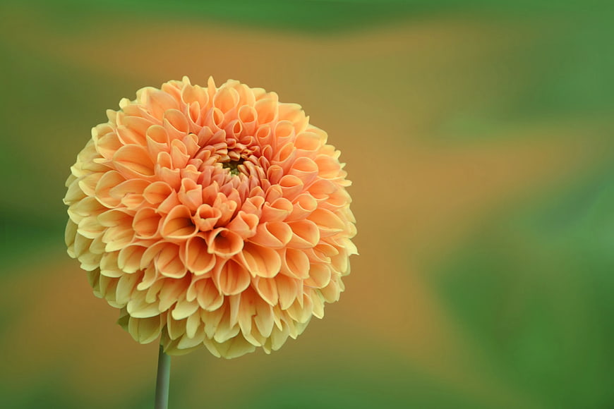 Close-up of Orange Dahlia Flower with Blurred Background