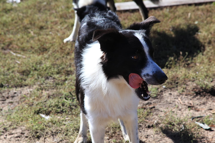 Happy Black and White Dog Licking Nose Outdoors