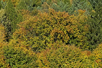 Colorful Autumn Forest Canopy with Golden and Green Foliage