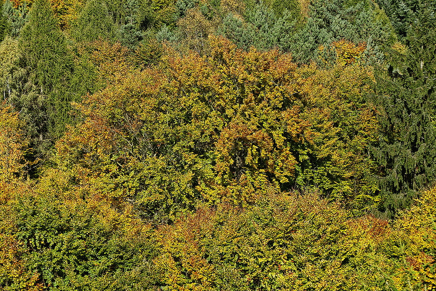 Colorful Autumn Forest Canopy with Golden and Green Foliage